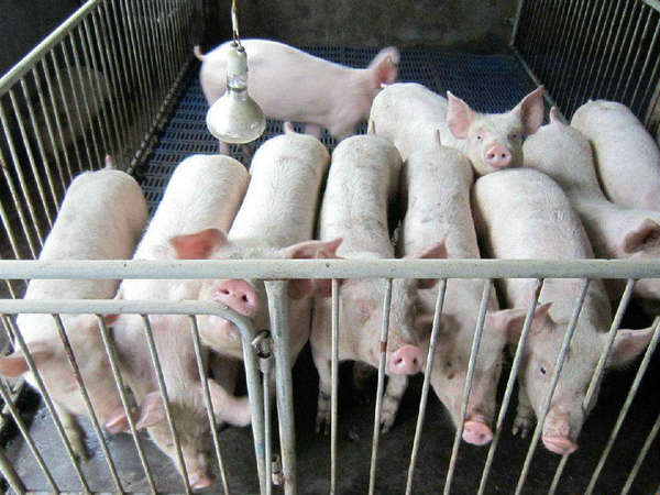 养猪有哪些常见的疾病？